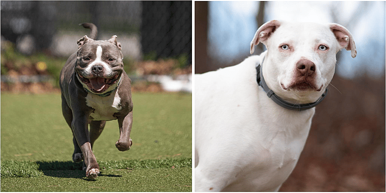 Upsetting Truth: 49% of Rehomed Dogs Are Surrendered Because They’re “Too Much”